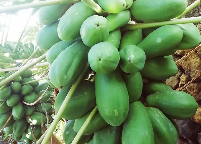 Σπίτι διακοπών Tapias, Casa Papin