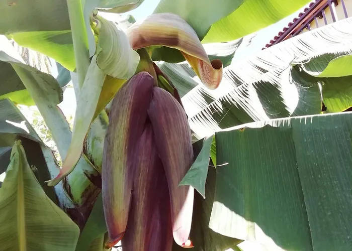 Σπίτι διακοπών Tapias, Casa Papin